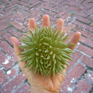 durian (Durio oxleyanus)