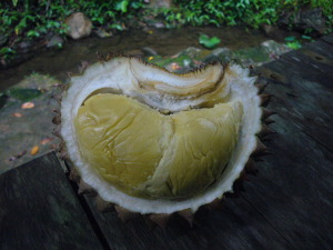 durian premium