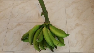 plantain bunch day 1
