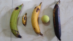 plantain ripeness and size